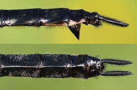 Attēlu rezultāti vaicājumam “Comatricha alta stalked”