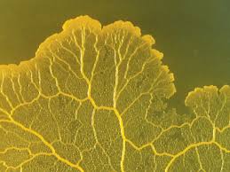 Attēlu rezultāti vaicājumam “Physarum virescens sessile”