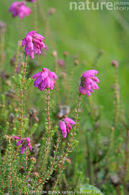 Attēlu rezultāti vaicājumam “Erica tetralix flower”