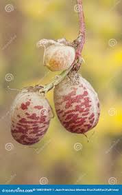 Attēlu rezultāti vaicājumam “Astragalus arenarius fruit”