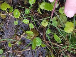 「銅錢草」的圖片搜尋結果