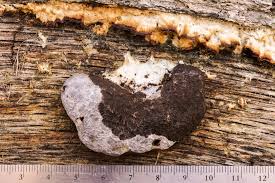 Attēlu rezultāti vaicājumam “Didymium spongiosum plasmodium”