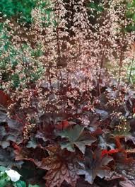 Image result for Heuchera `Palace Purple`