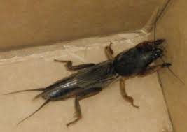 Attēlu rezultāti vaicājumam “Gryllotalpa gryllotalpa”