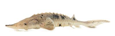 Image result for Acipenser fulvescens