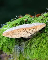 Attēlu rezultāti vaicājumam “Gloiodon strigosus”