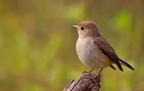 Image result for Ficedula albicilla