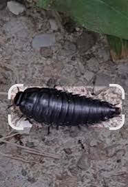 Attēlu rezultāti vaicājumam “Necrobia violacea”