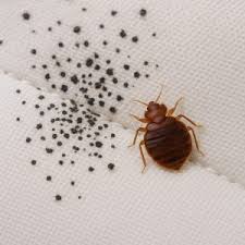 Image result for insect poop