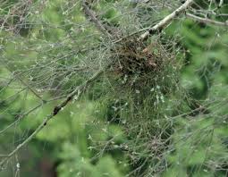 Attēlu rezultāti vaicājumam “Biscogniauxia granmoi”