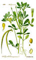 Fenugreek - Wikipedia, the free encyclopedia