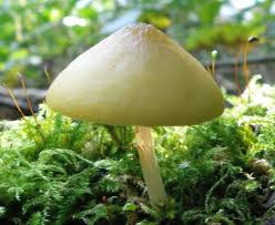 Attēlu rezultāti vaicājumam “Pluteus leoninus”