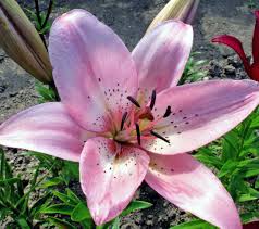 Image result for Lilie