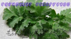 Attēlu rezultāti vaicājumam “Artemisia vulgaris bud”