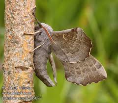 Attēlu rezultāti vaicājumam “Laothoe populi imago”