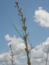 Attēlu rezultāti vaicājumam “Cladium mariscus fruit”