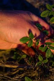 Attēlu rezultāti vaicājumam “Melilotus albus leaf”