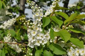 Attēlu rezultāti vaicājumam “Prunus (bird-cherry tree)”