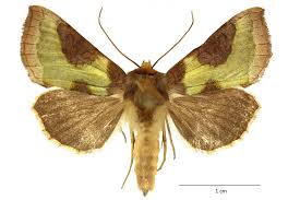 Attēlu rezultāti vaicājumam “Diachrysia tutti”