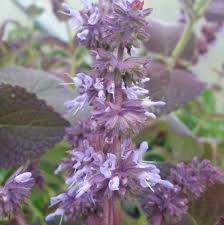 Attēlu rezultāti vaicājumam “Salvia verticillata”