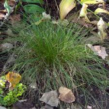 Attēlu rezultāti vaicājumam “Carex pseudocyperus”
