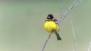 Image result for Emberiza aureola