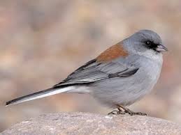 Image result for Junco hyemalis