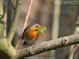 Attēlu rezultāti vaicājumam “Erithacus rubecula nest”