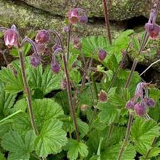 Attēlu rezultāti vaicājumam “Geum rivale leaf”