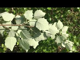 Attēlu rezultāti vaicājumam “Populus x canescens”