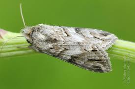 Attēlu rezultāti vaicājumam “Cucullia fraudatrix”