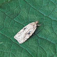 Attēlu rezultāti vaicājumam “Agonopterix aranella”