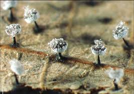 Attēlu rezultāti vaicājumam “Diderma chondrioderma macro”