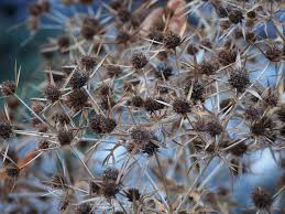 Attēlu rezultāti vaicājumam “Eryngium planum”