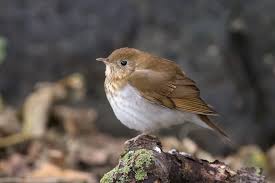 Image result for Catharus fuscescens