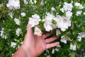 Image result for Malva moschata alba
