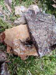 Attēlu rezultāti vaicājumam “Asterodon ferruginosus”