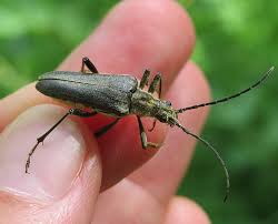 Attēlu rezultāti vaicājumam “Stenocorus meridianus”