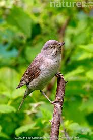 Attēlu rezultāti vaicājumam “Sylvia nisoria”