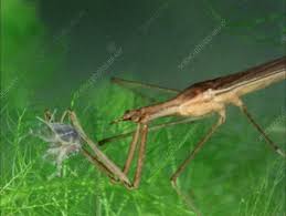 Attēlu rezultāti vaicājumam “Ranatra linearis”