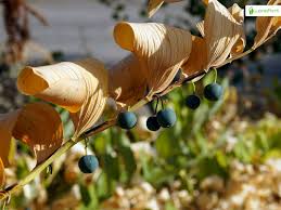 Attēlu rezultāti vaicājumam “Polygonatum odoratum fruit”