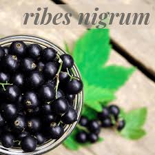 Attēlu rezultāti vaicājumam “Ribes nigrum fruit”