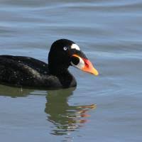 Image result for Melanitta perspicillata