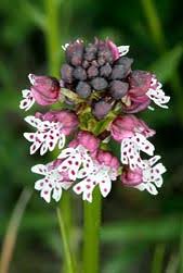 Attēlu rezultāti vaicājumam “Orchis ustulata”