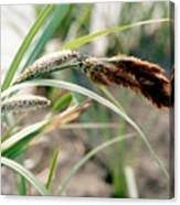 Attēlu rezultāti vaicājumam “Carex riparia”