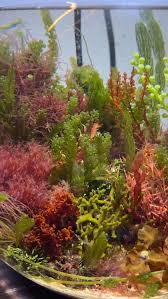 Attēlu rezultāti vaicājumam “Lycogala botrydium macro”