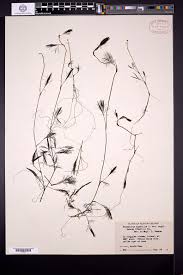 Attēlu rezultāti vaicājumam “Batrachium circinatum leaf”