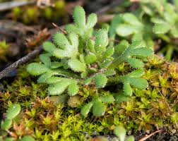 Attēlu rezultāti vaicājumam “Saxifraga tridactylites flower”