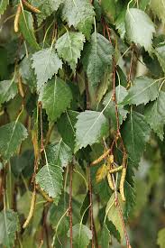 Attēlu rezultāti vaicājumam “Betula pendula Youngii”