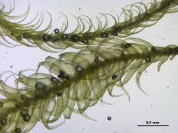 Attēlu rezultāti vaicājumam “Hypnum jutlandicum”